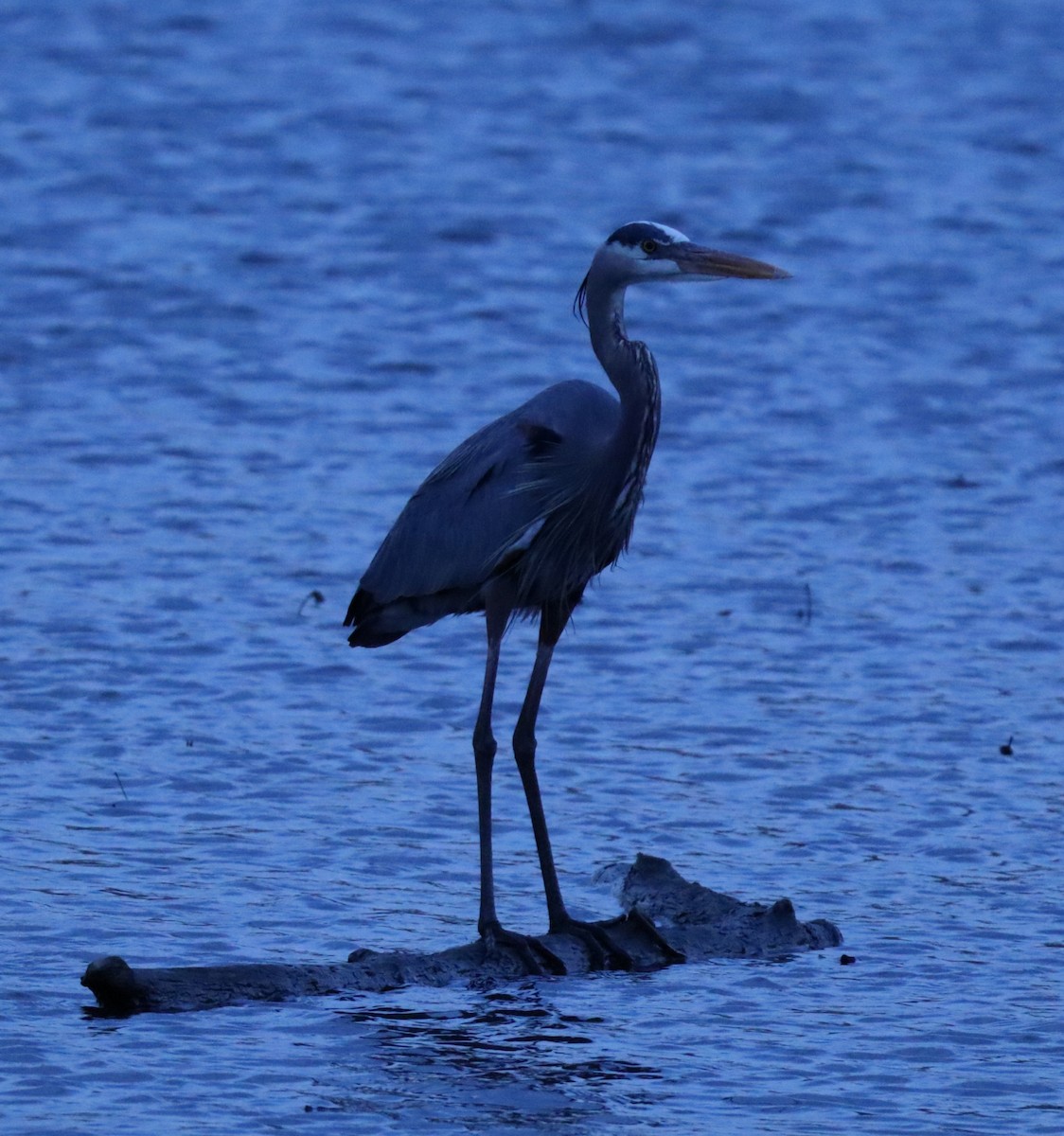 Чапля північна - ML632167947