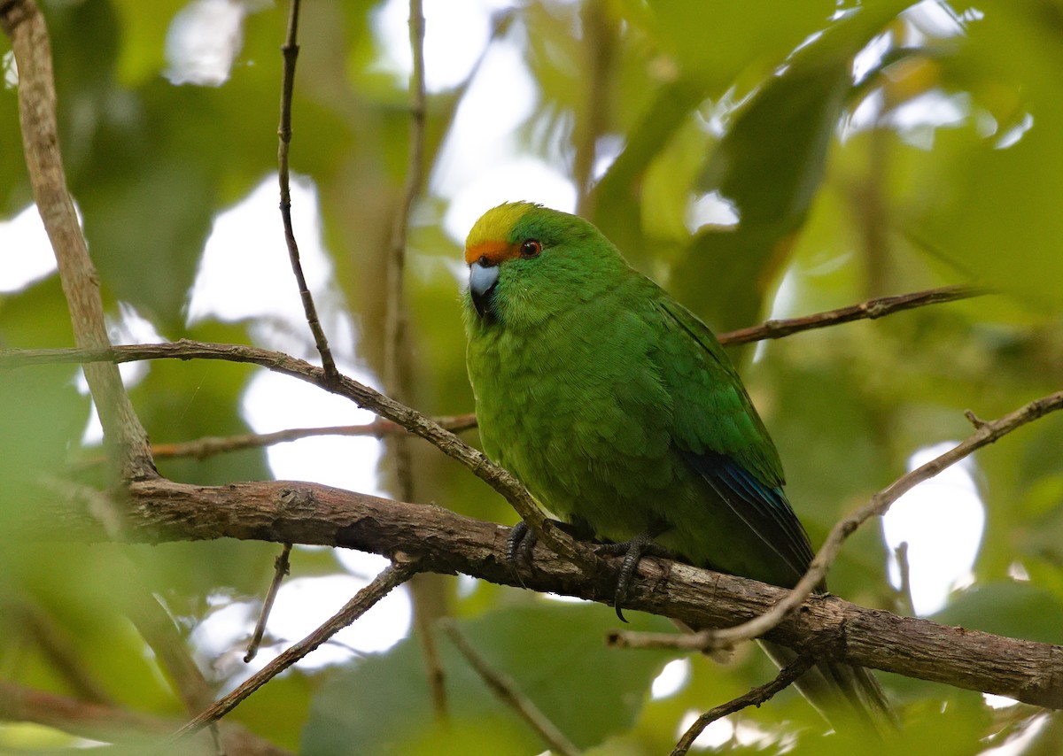 Malherbe's Parakeet - ML632168107