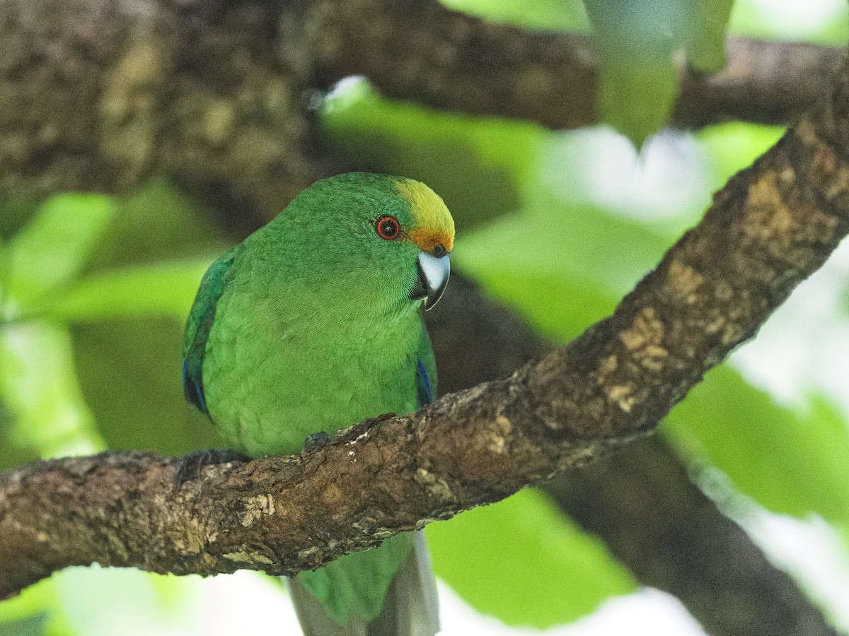 Malherbe's Parakeet - ML632168175