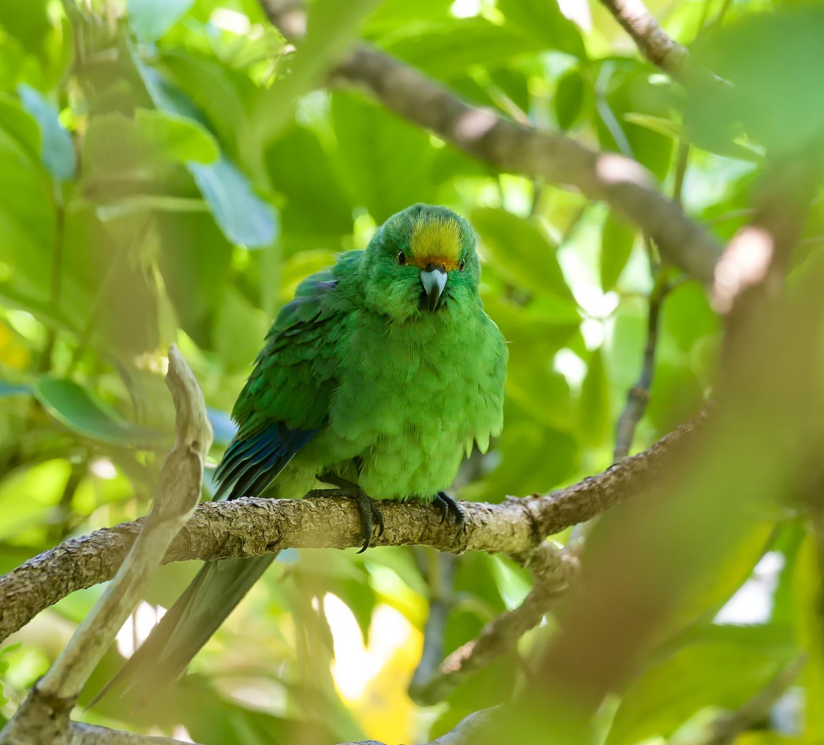 Malherbe's Parakeet - ML632168178