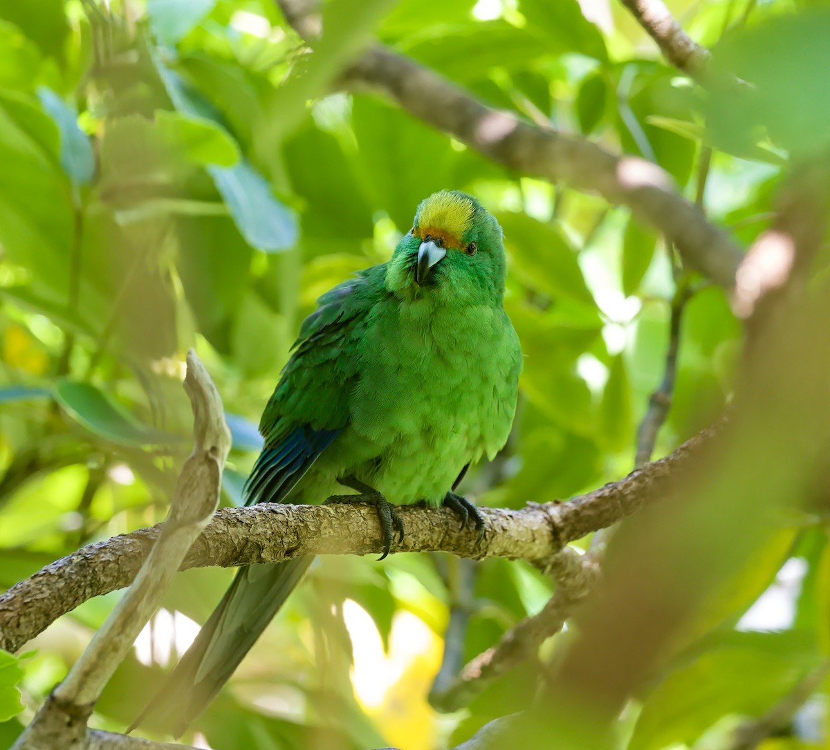 Malherbe's Parakeet - ML632168184