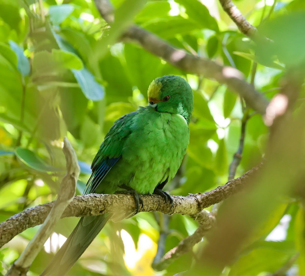 Malherbe's Parakeet - ML632168187