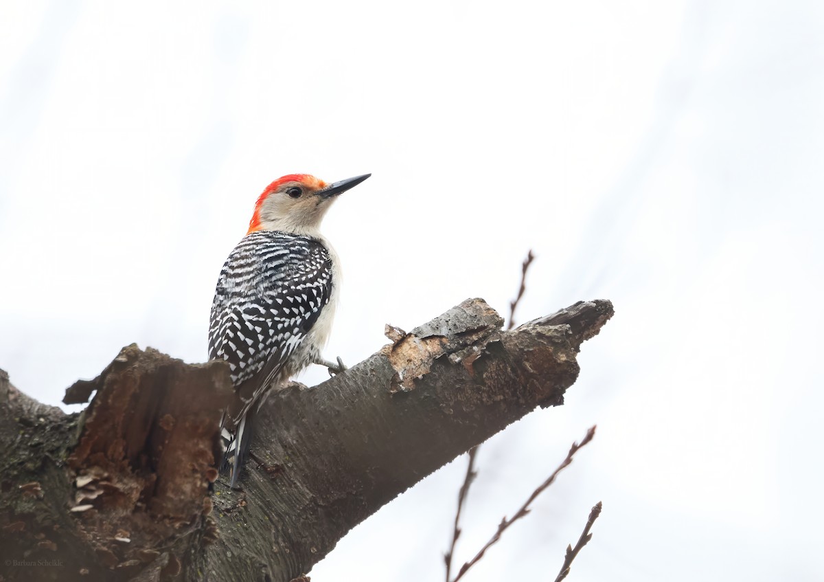 Red-bellied Woodpecker - ML632168256