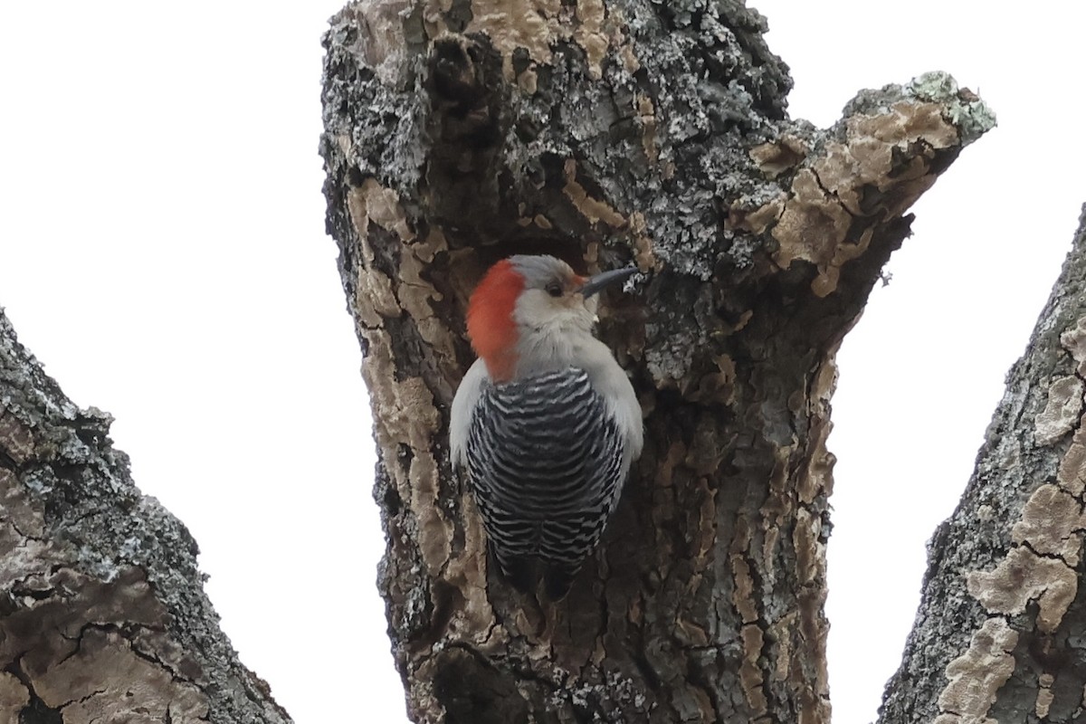 Red-bellied Woodpecker - ML632168370