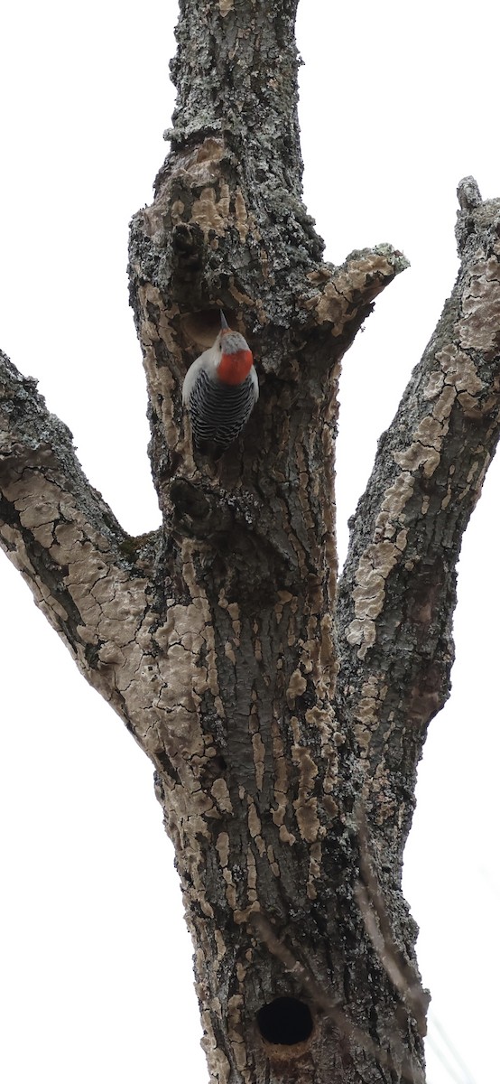 Red-bellied Woodpecker - ML632168372