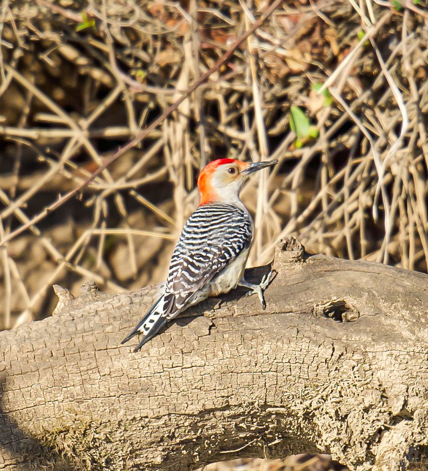 Red-bellied Woodpecker - ML632168414
