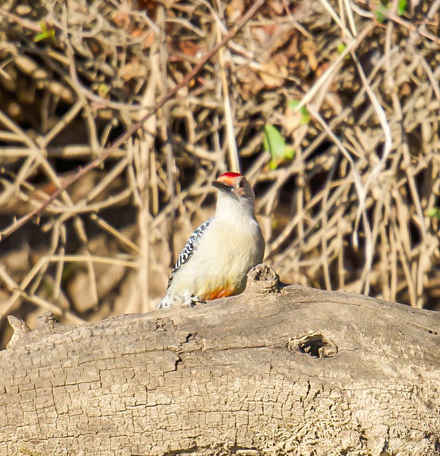Red-bellied Woodpecker - ML632168415