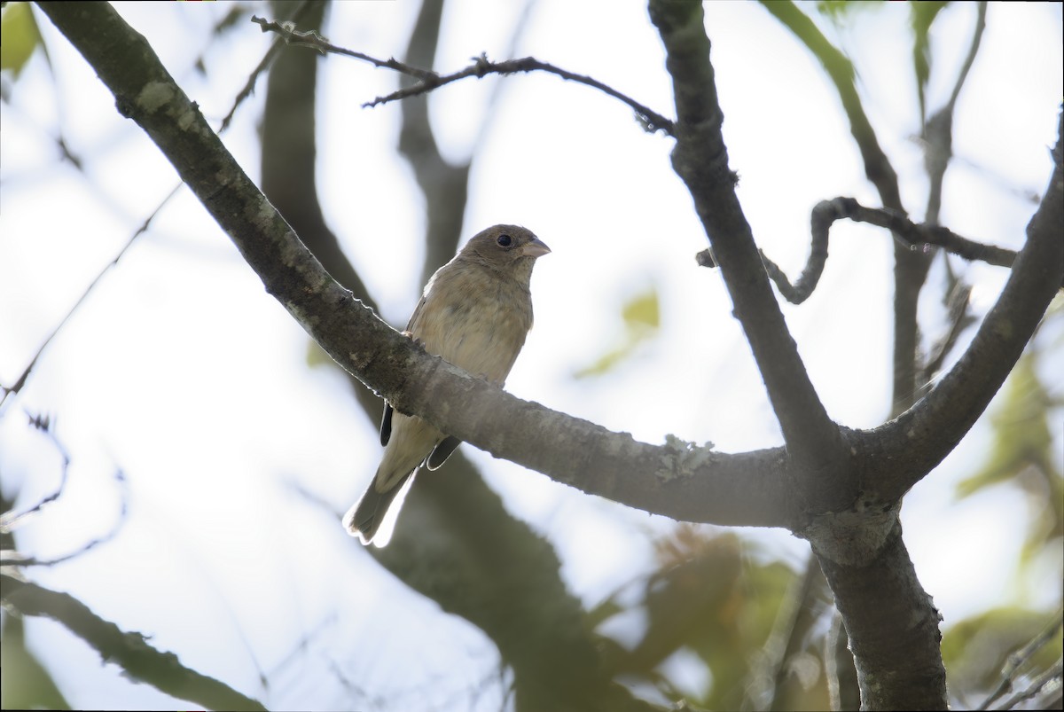 Indigo Bunting - ML632168548