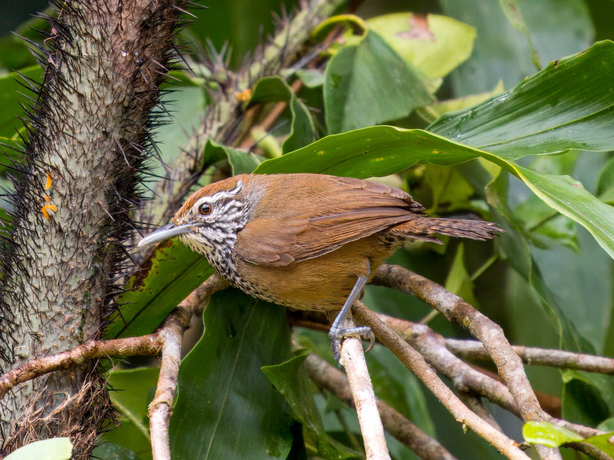 Spot-breasted Wren - ML632168721