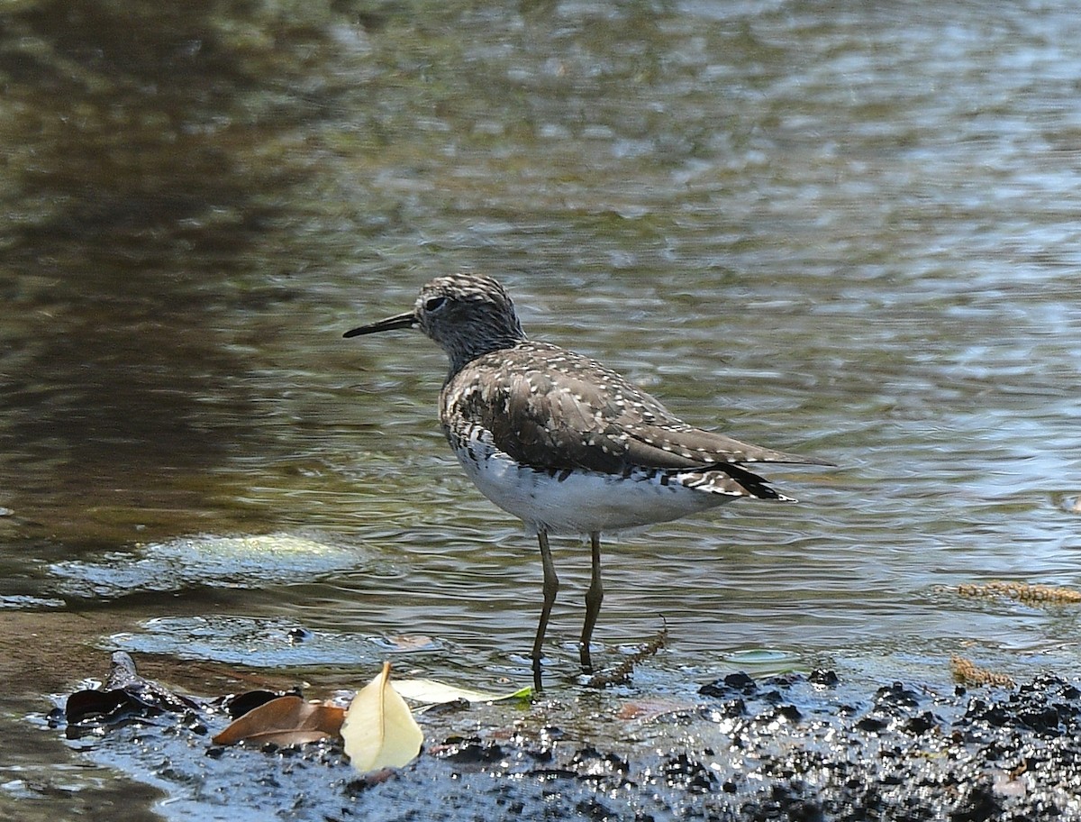 Einsiedelwasserläufer - ML632168728