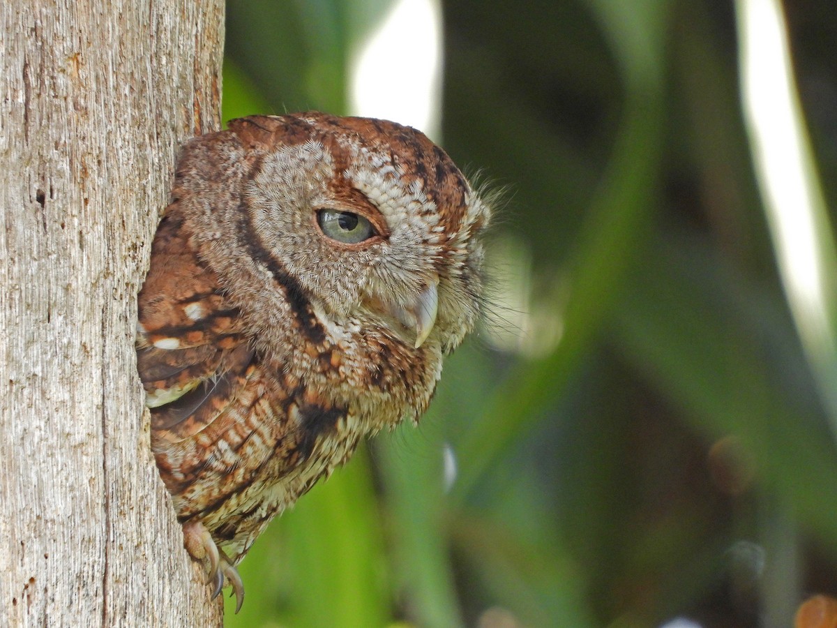 ヒガシアメリカオオコノハズク（asio グループ） - ML632168765