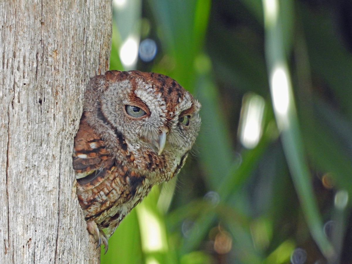 ヒガシアメリカオオコノハズク（asio グループ） - ML632168766