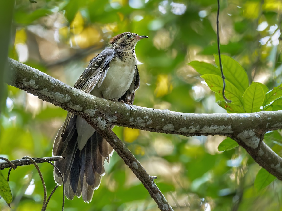 Pheasant Cuckoo - ML632168801