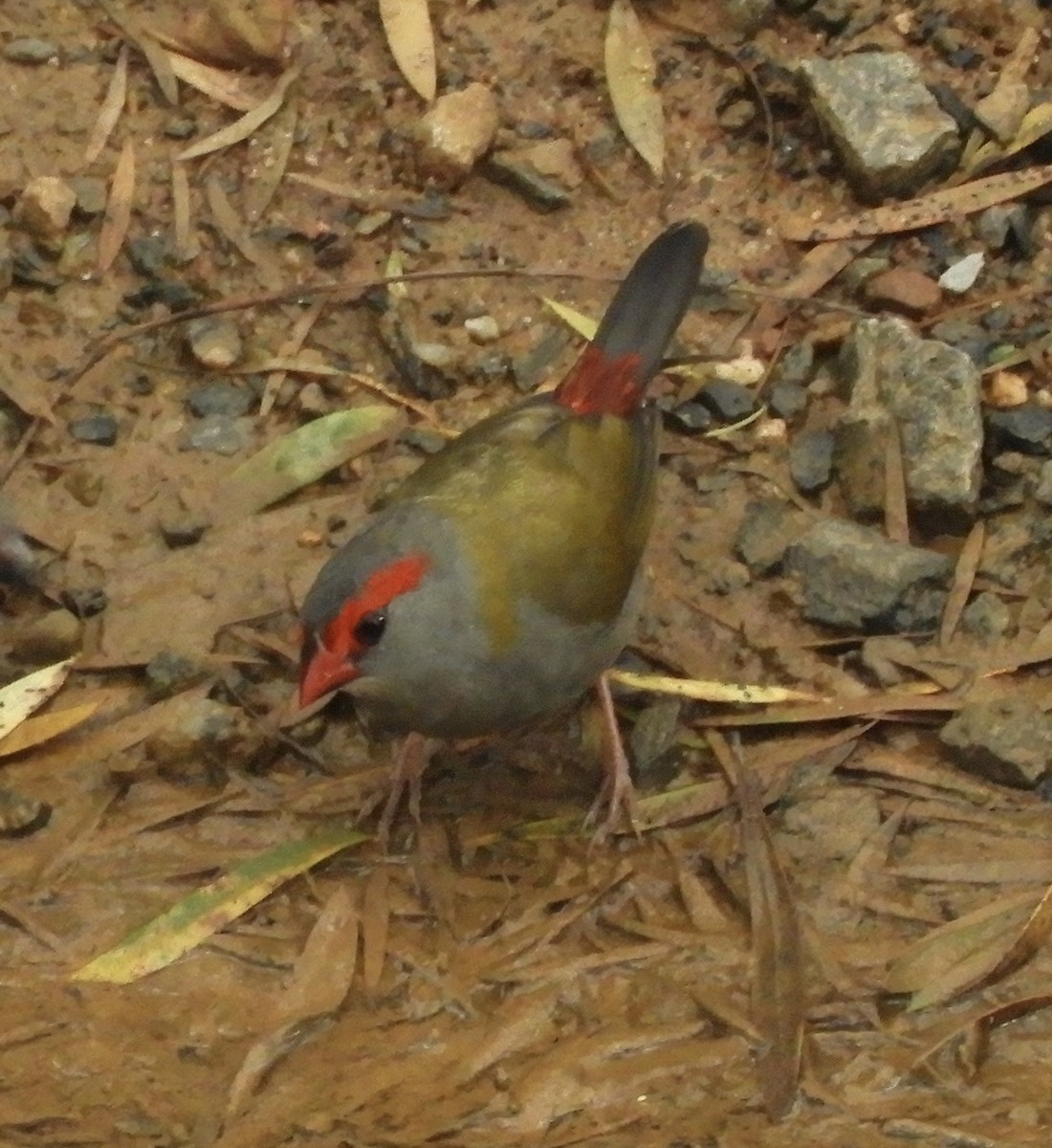 Red-browed Firetail - ML632168826