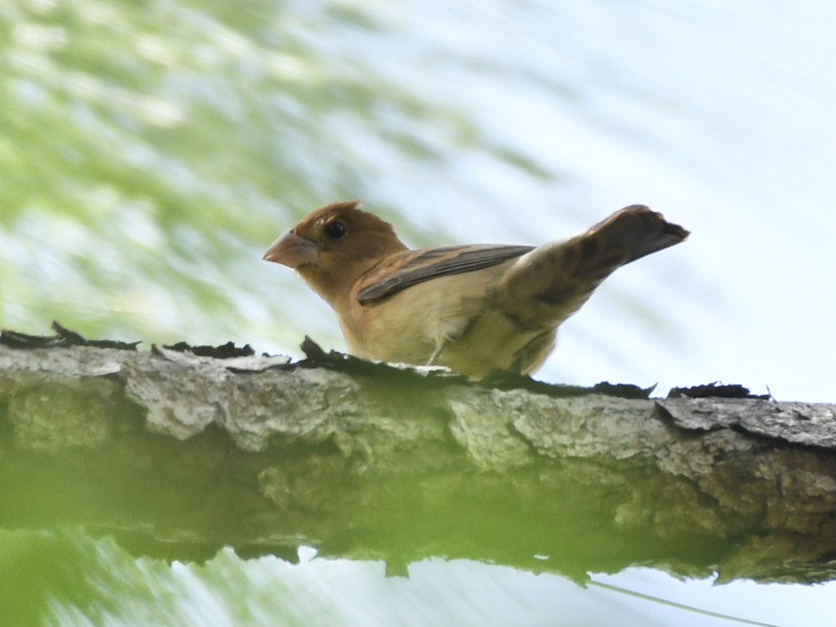 Blue Grosbeak - ML632169271