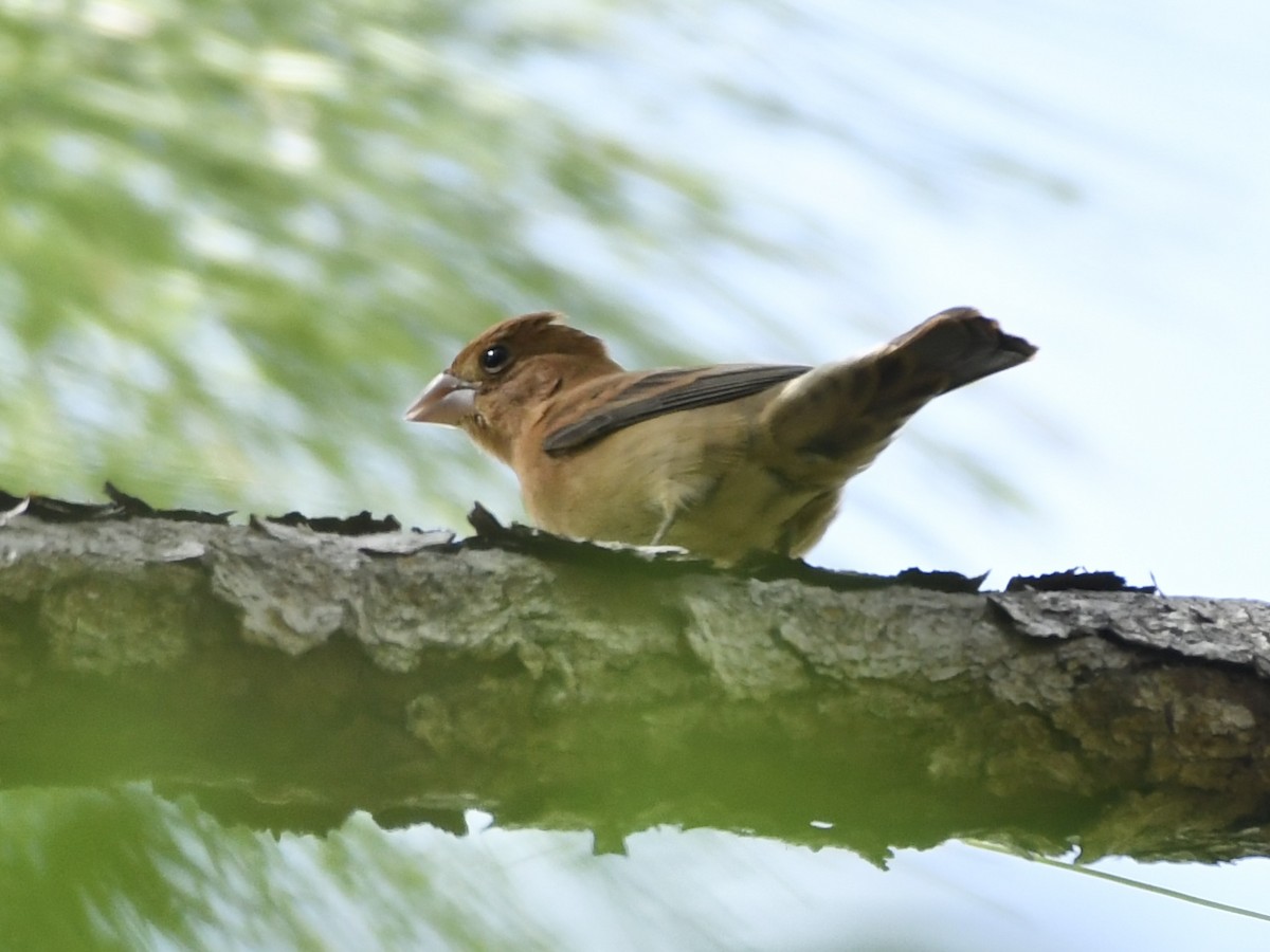 Blue Grosbeak - ML632169272