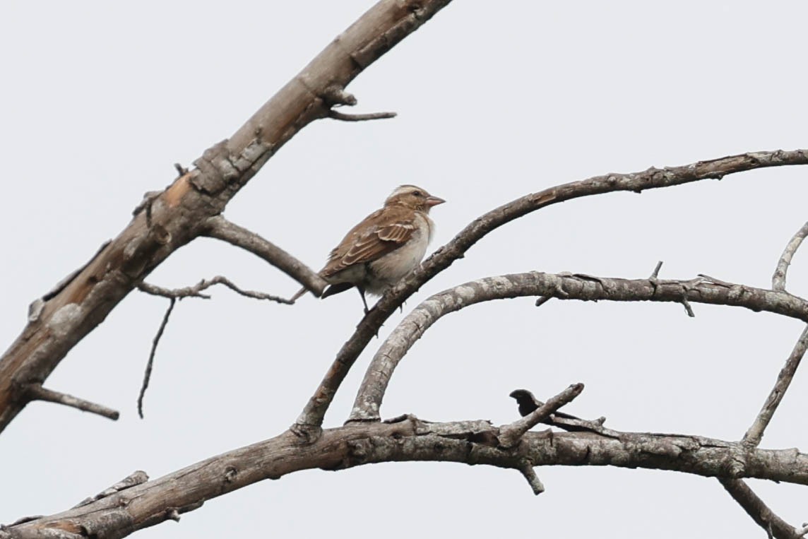 Moineau bridé - ML632169638