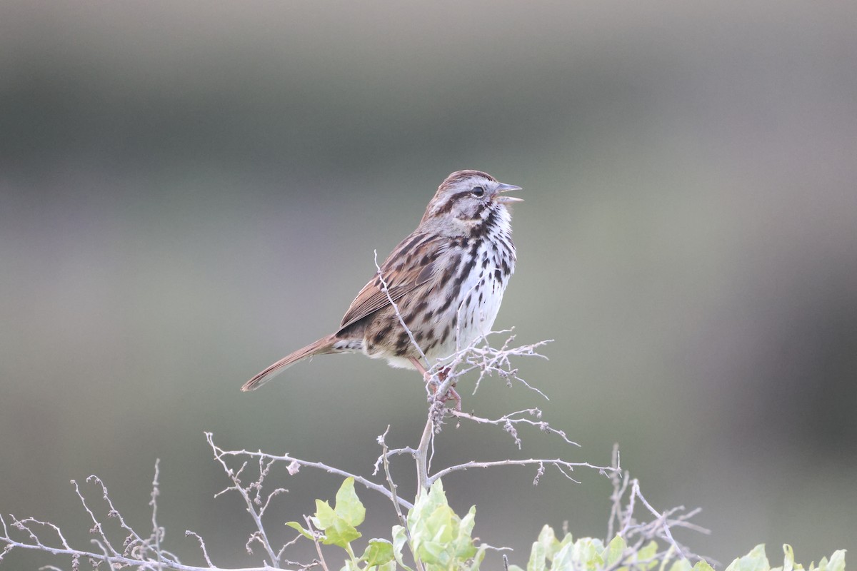 Song Sparrow - ML632169801
