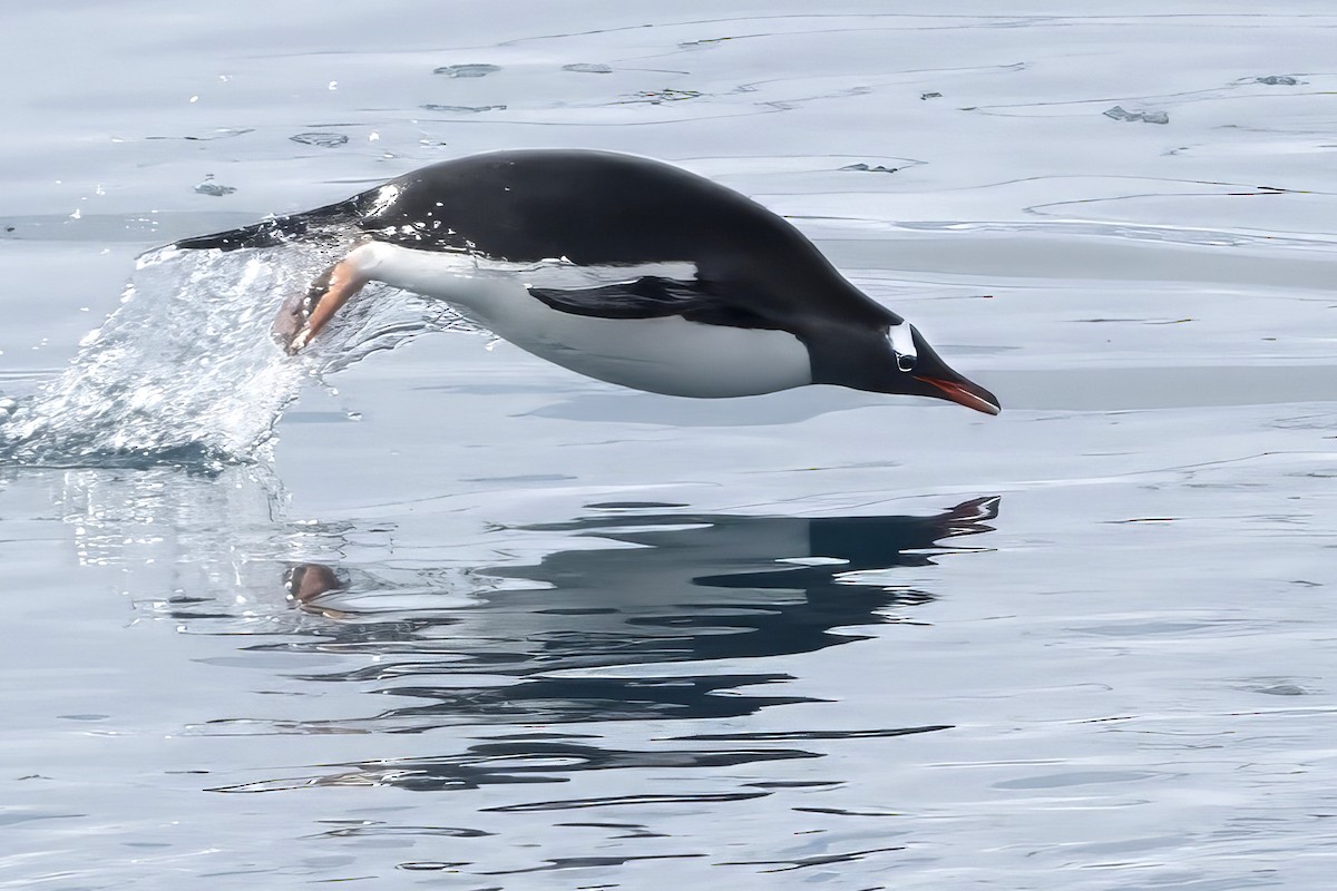 Gentoo Penguin - ML632170035