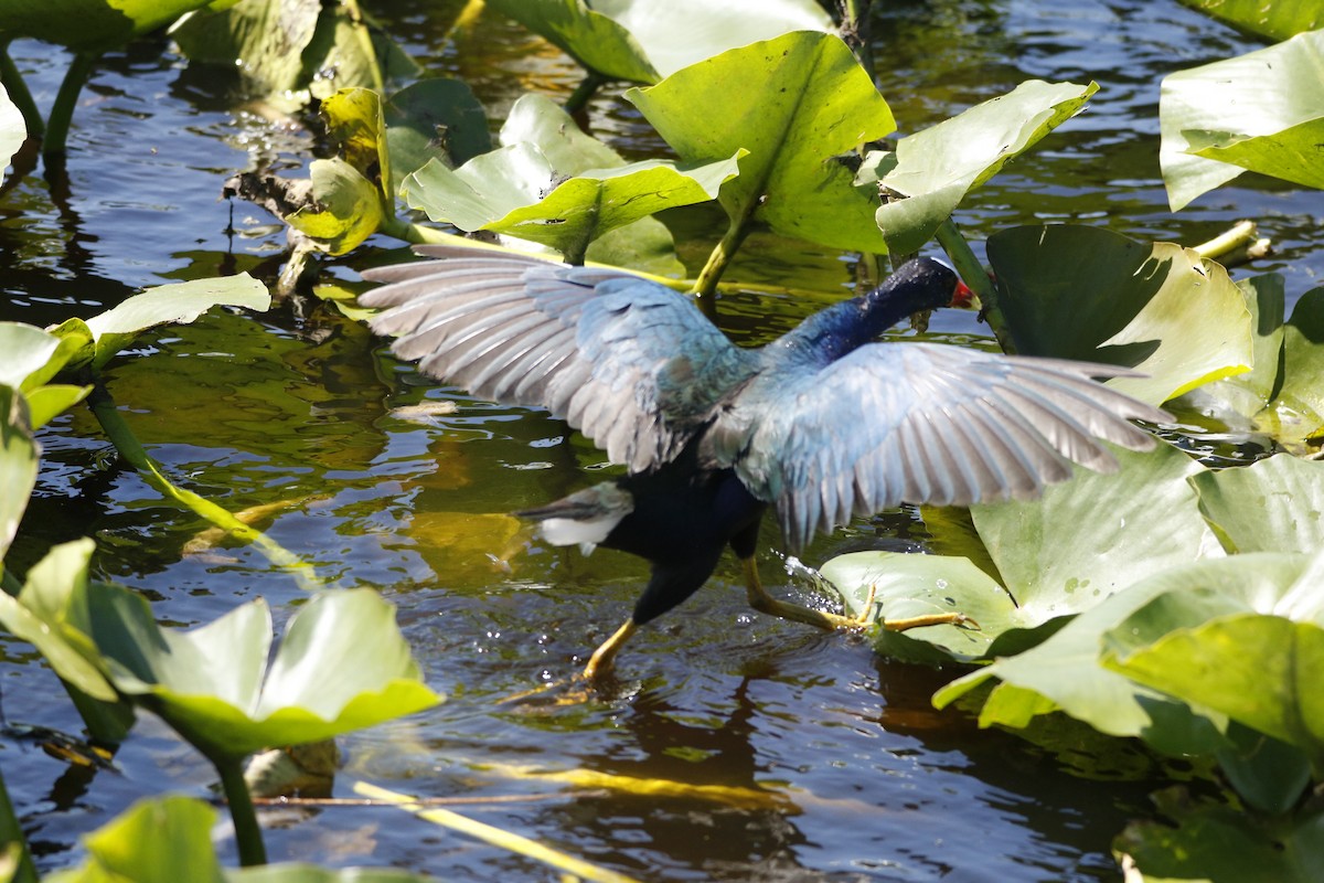 Purple Gallinule - ML632170039