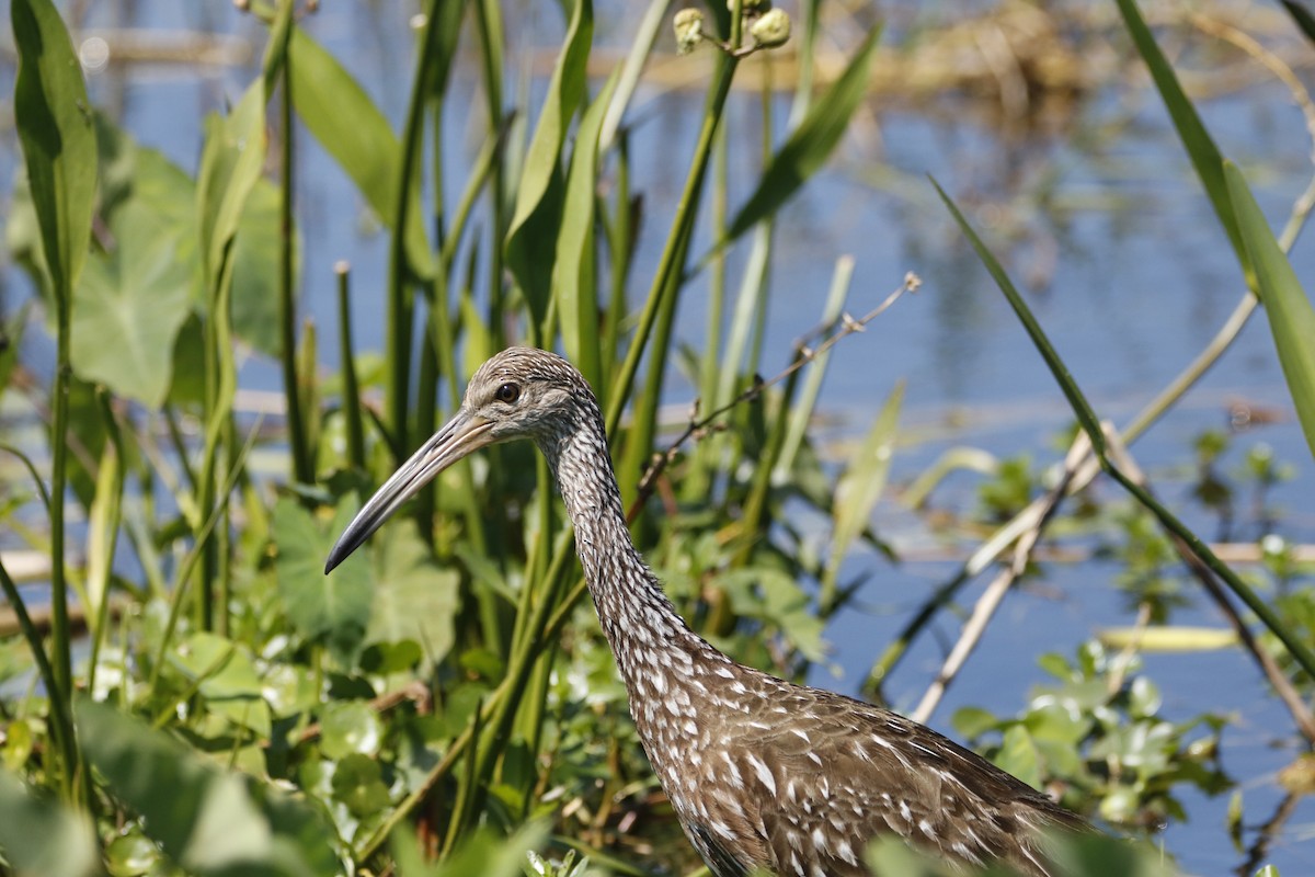Limpkin - ML632170053