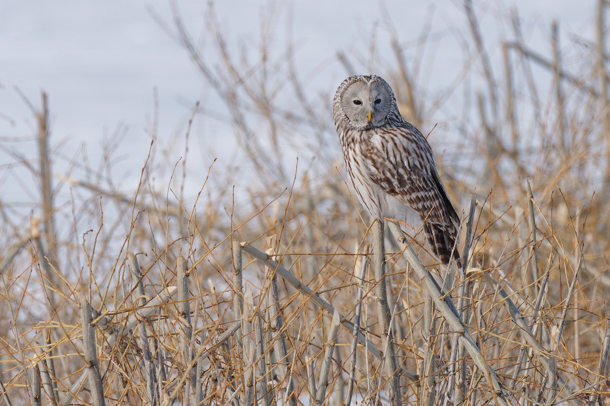 Ural Owl (Ural) - ML632170120
