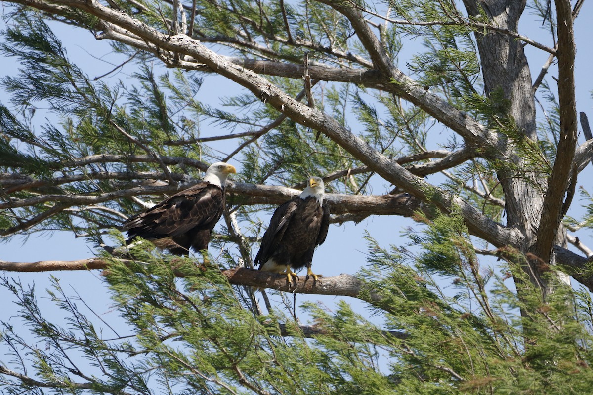 Bald Eagle - ML632170152
