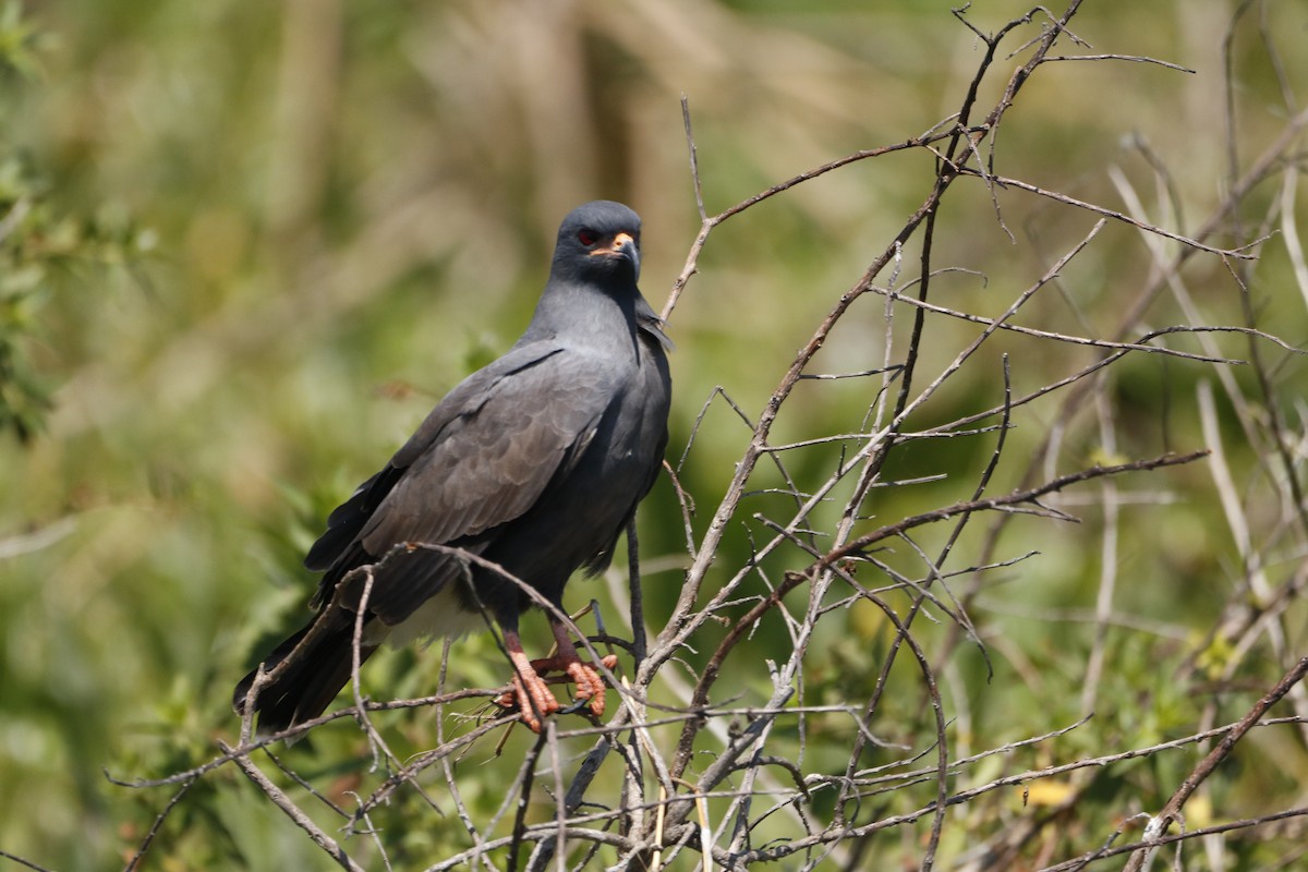 Snail Kite - ML632170165