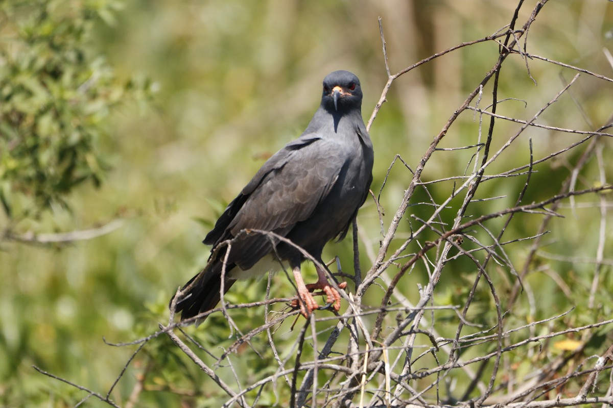Snail Kite - ML632170166