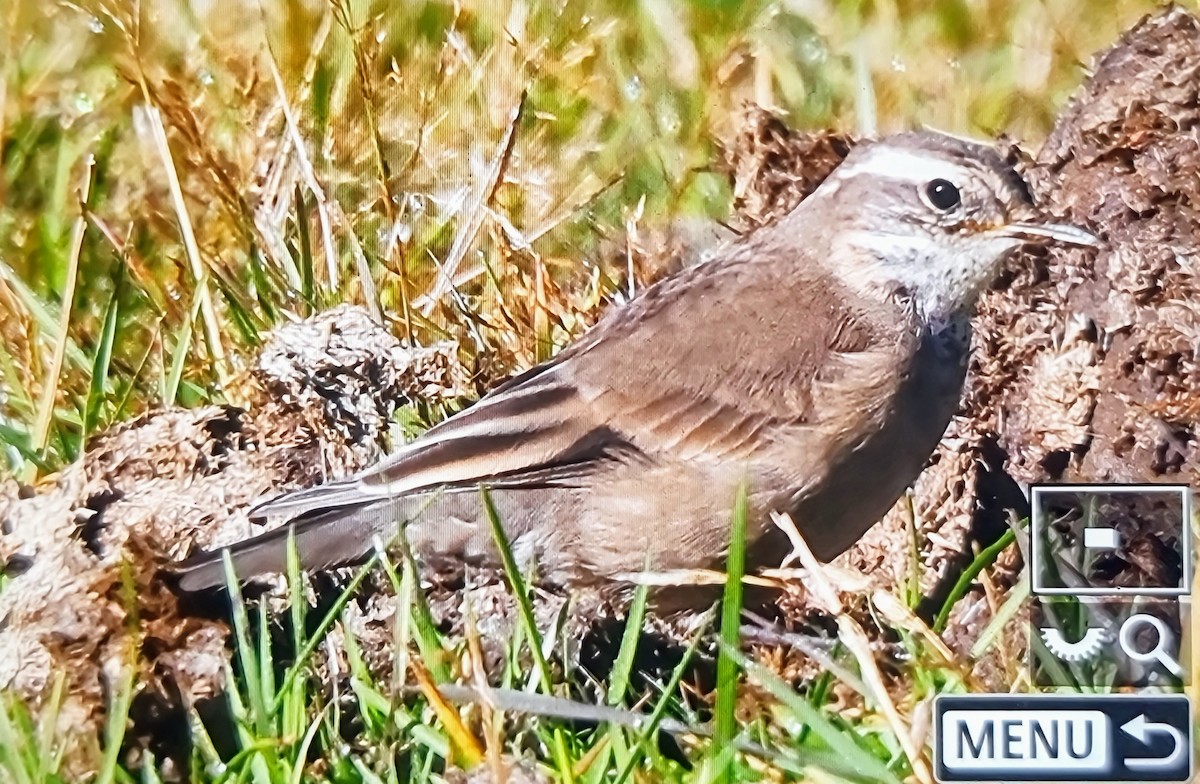 Buff-winged Cinclodes - ML632170204