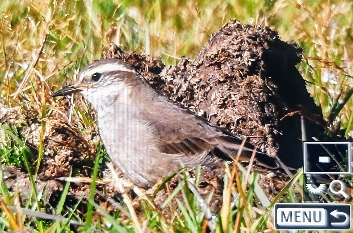 Buff-winged Cinclodes - ML632170205