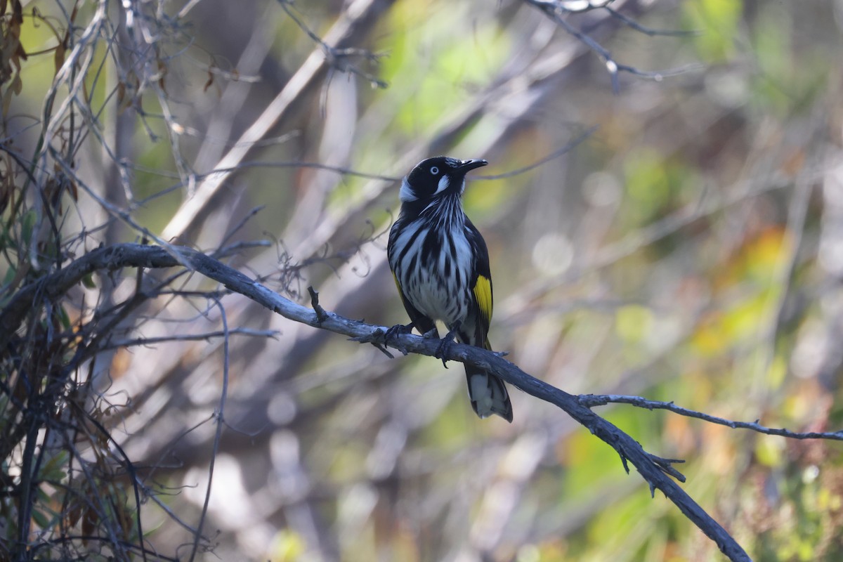 New Holland Honeyeater - ML632170216