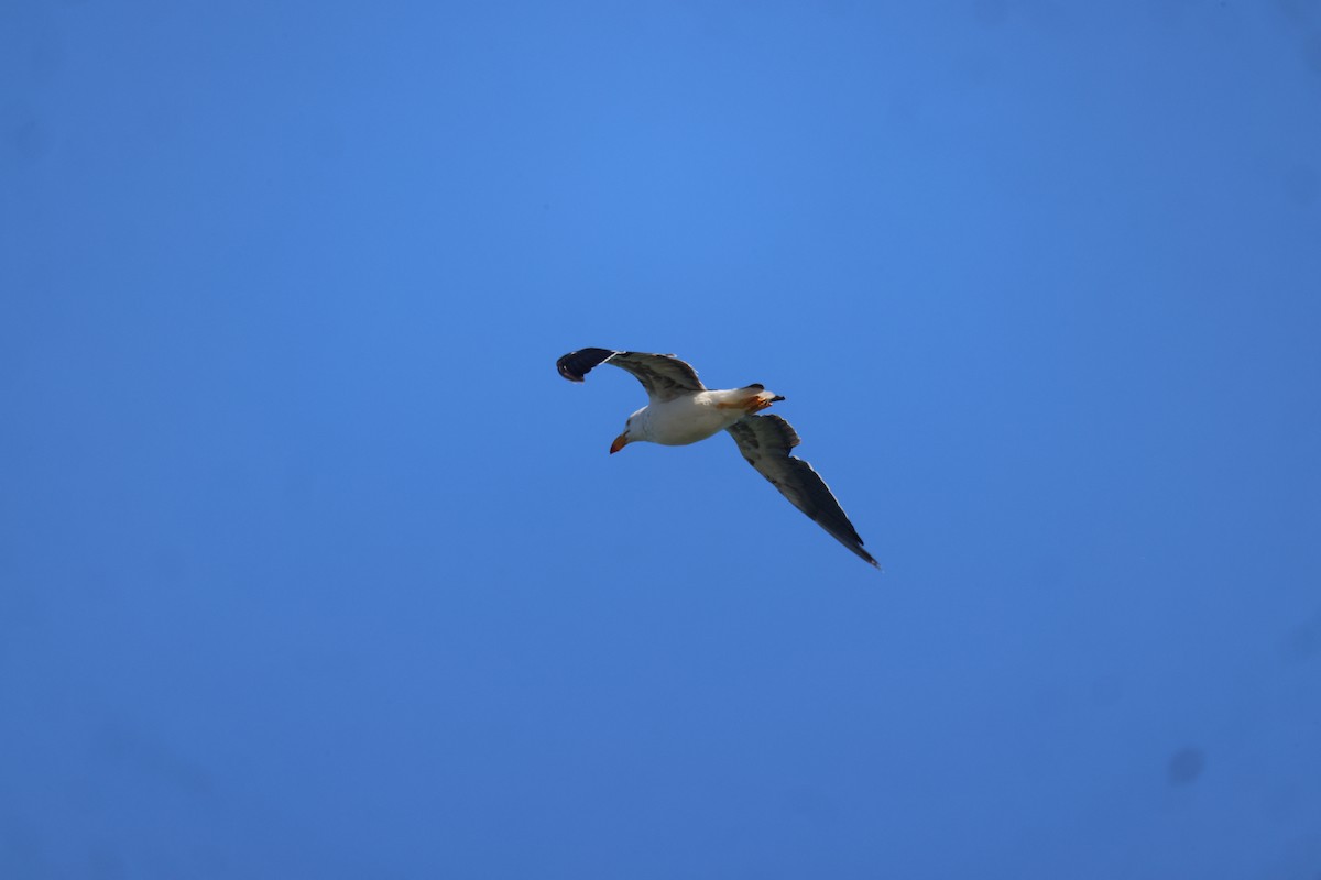 Pacific Gull - ML632170286