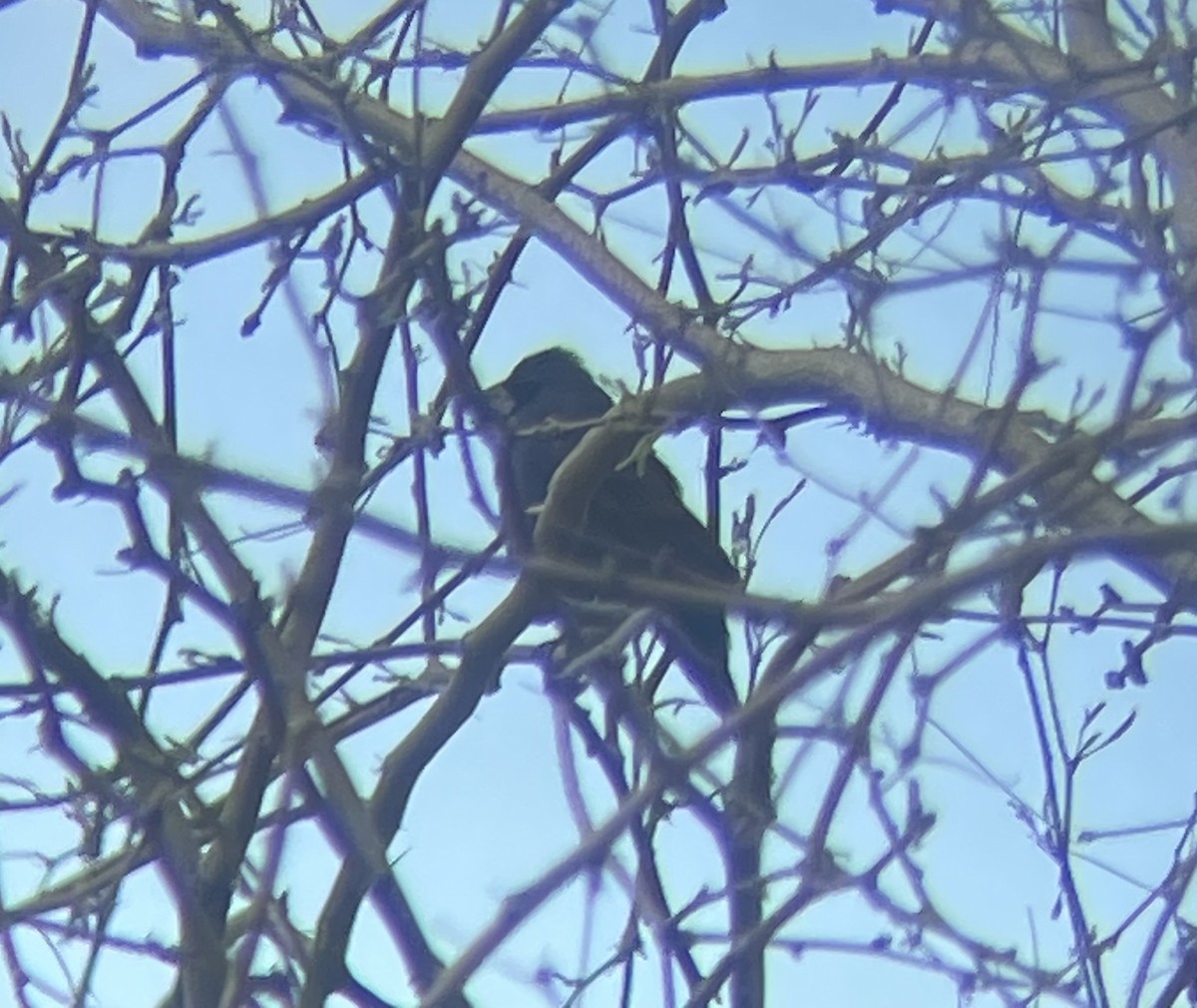 Blue Grosbeak - ML632170345