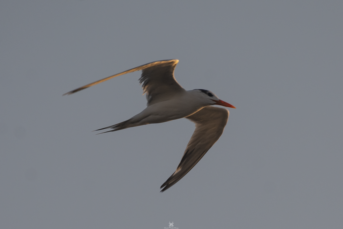 Royal Tern - ML632170436