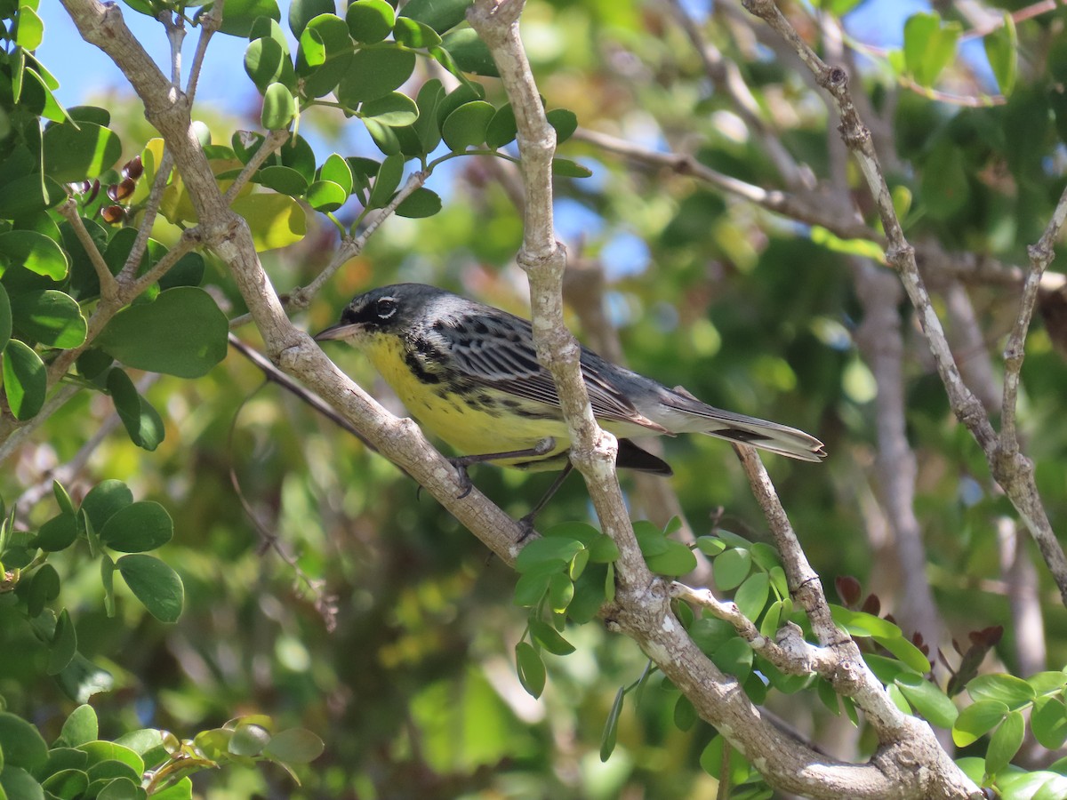 Kirtland's Warbler - ML632170531