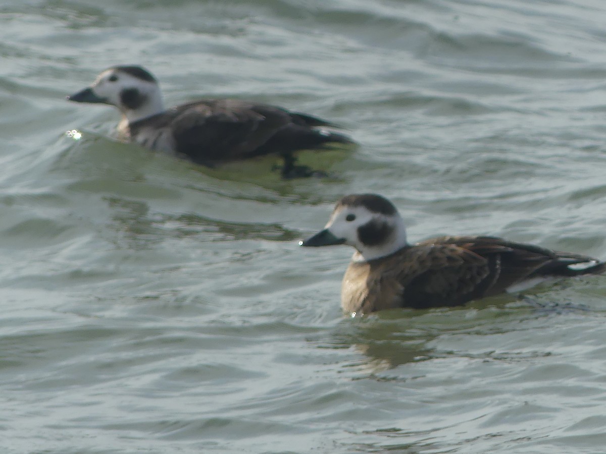 Long-tailed Duck - ML632170536