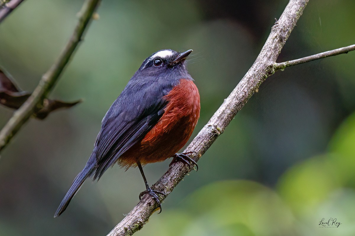 Chestnut-bellied Chat-Tyrant - ML632170634
