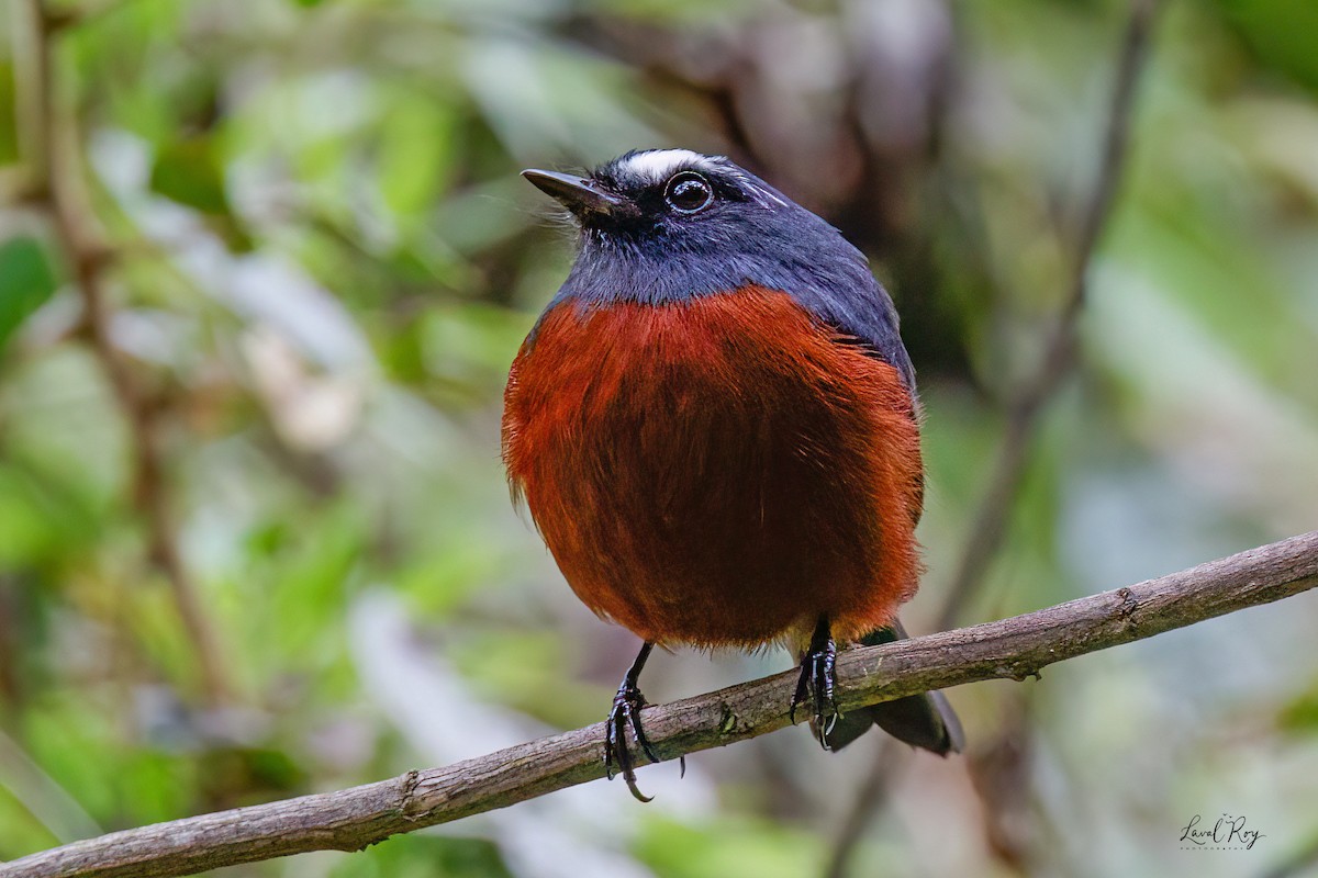 Chestnut-bellied Chat-Tyrant - ML632170635