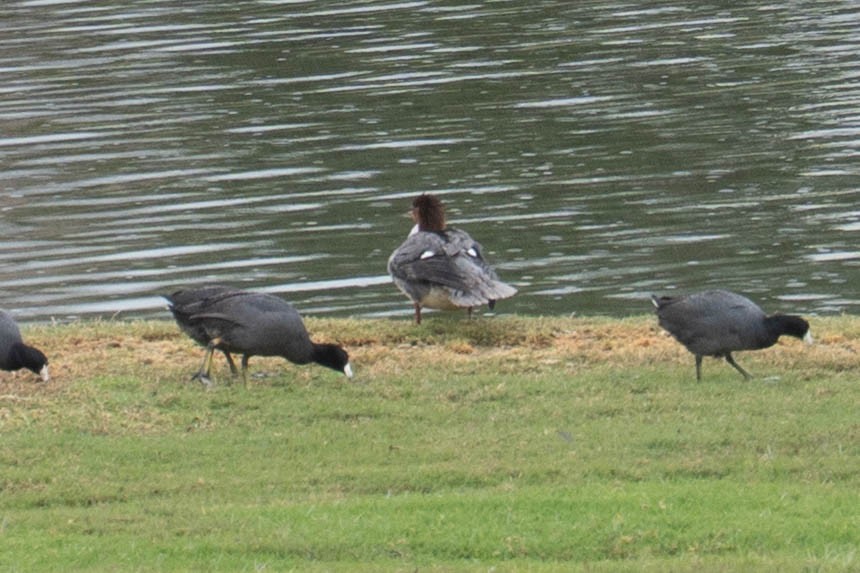 Common Merganser - ML632170654