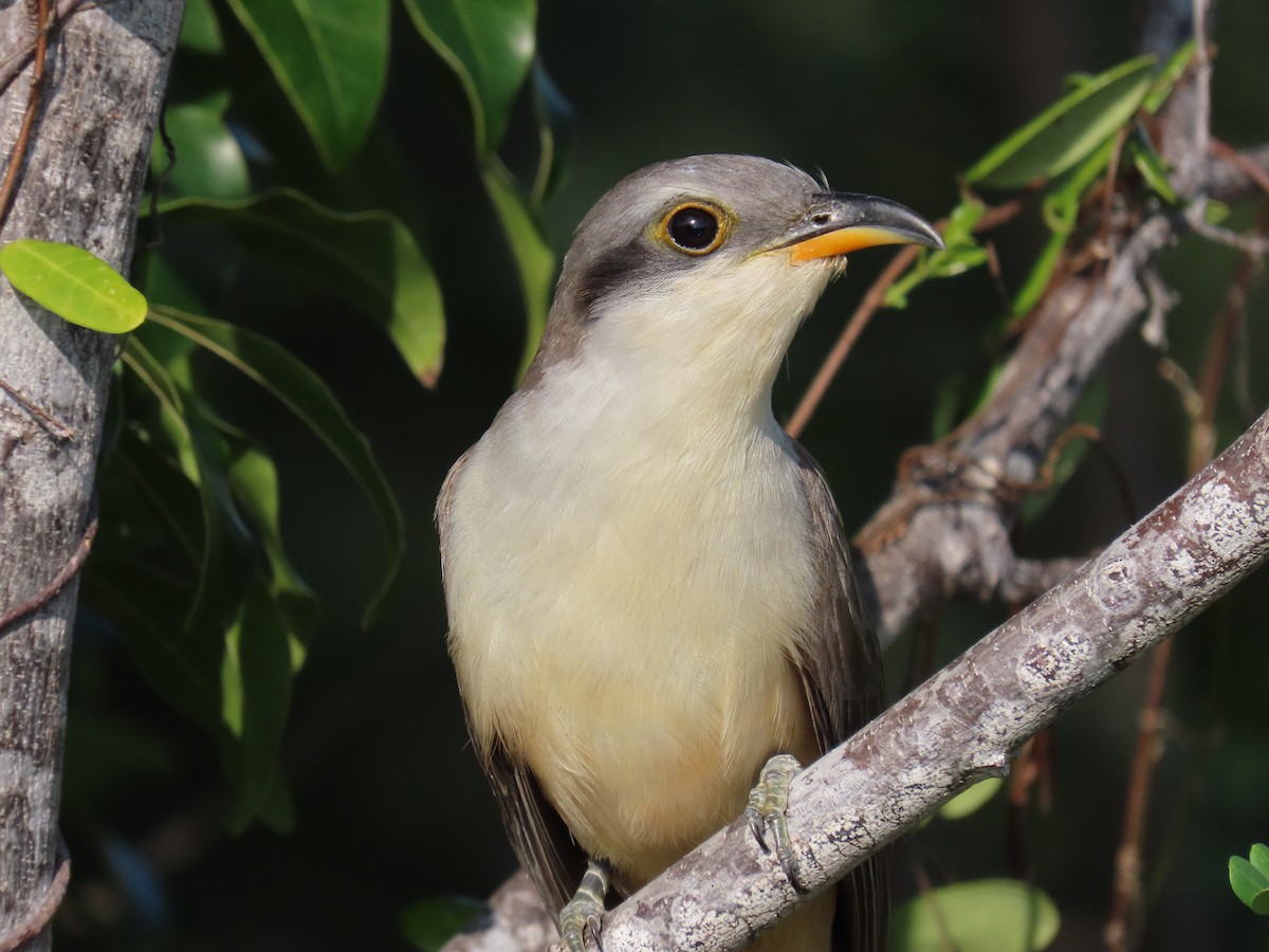 Mangrove Cuckoo - ML632170722