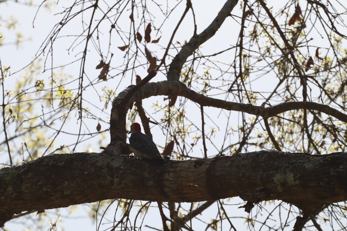 Red-bellied Woodpecker - ML632170748