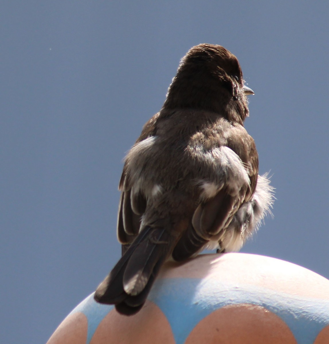 Black Phoebe - ML632170780