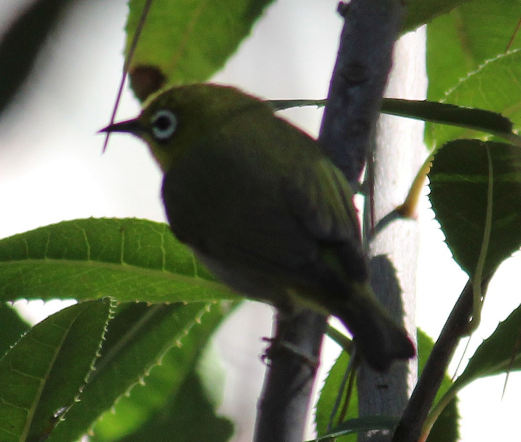 Swinhoe's White-eye - ML632170823