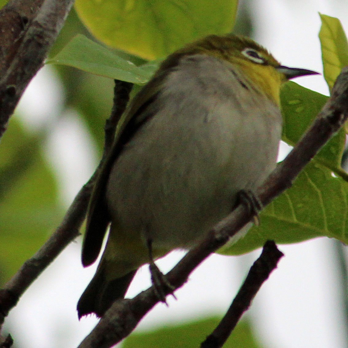 Swinhoe's White-eye - ML632170825