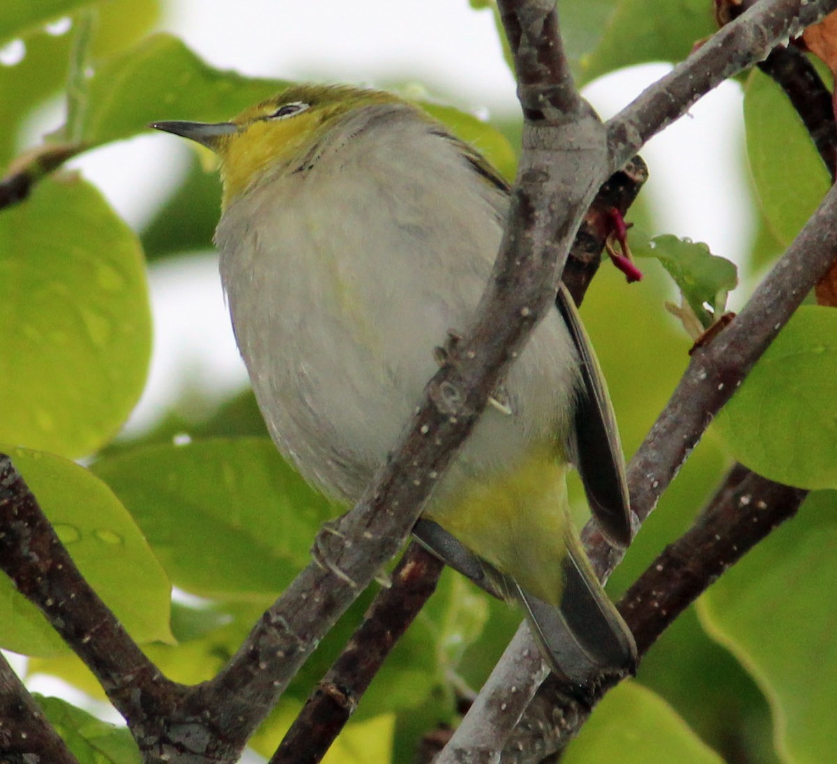 Swinhoe's White-eye - ML632170826
