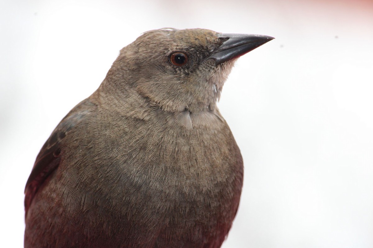 Brewer's Blackbird - ML632170856