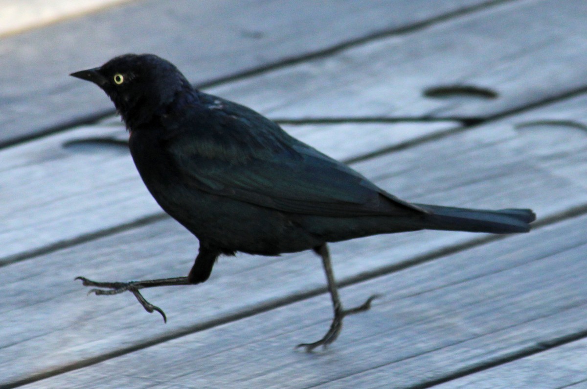 Brewer's Blackbird - ML632170857