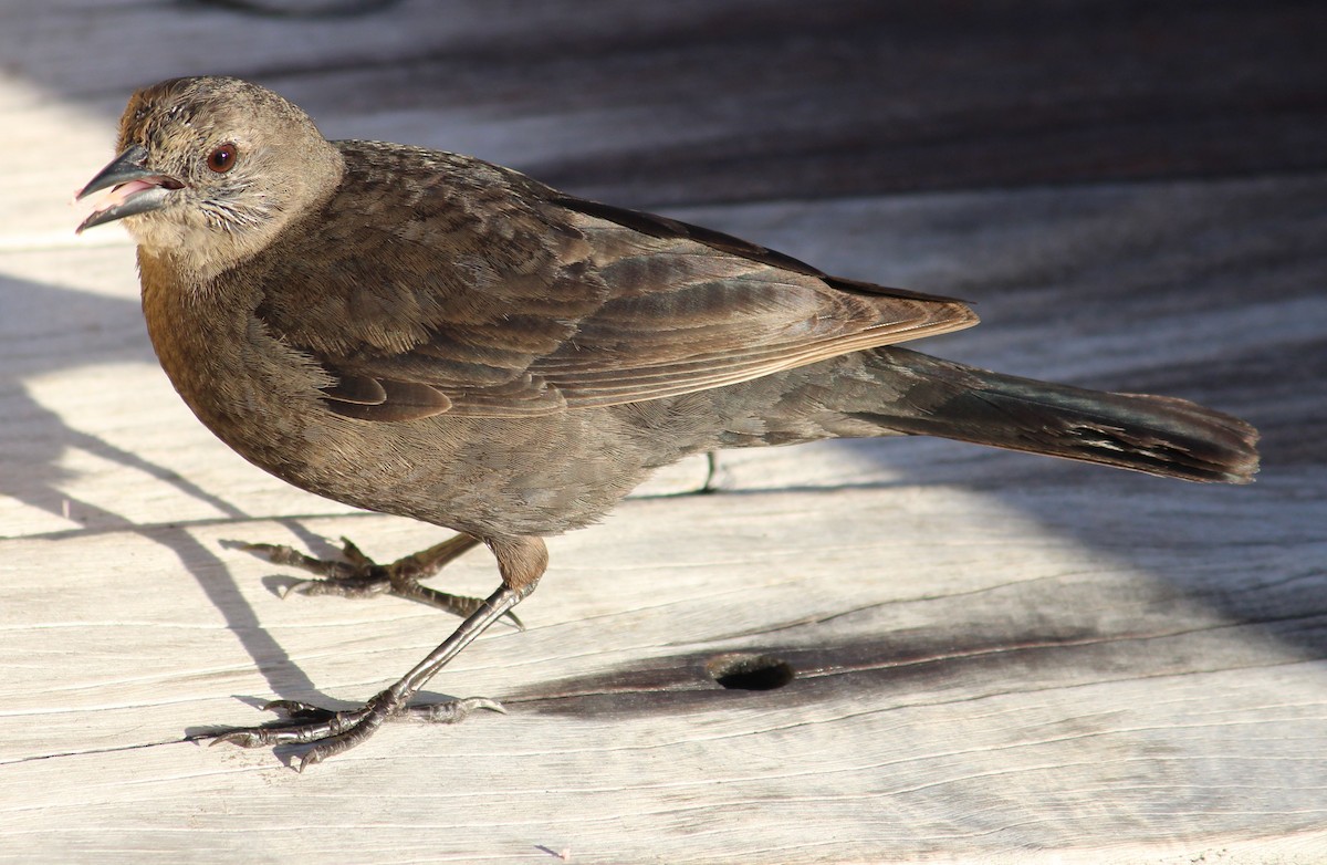 Brewer's Blackbird - ML632170859