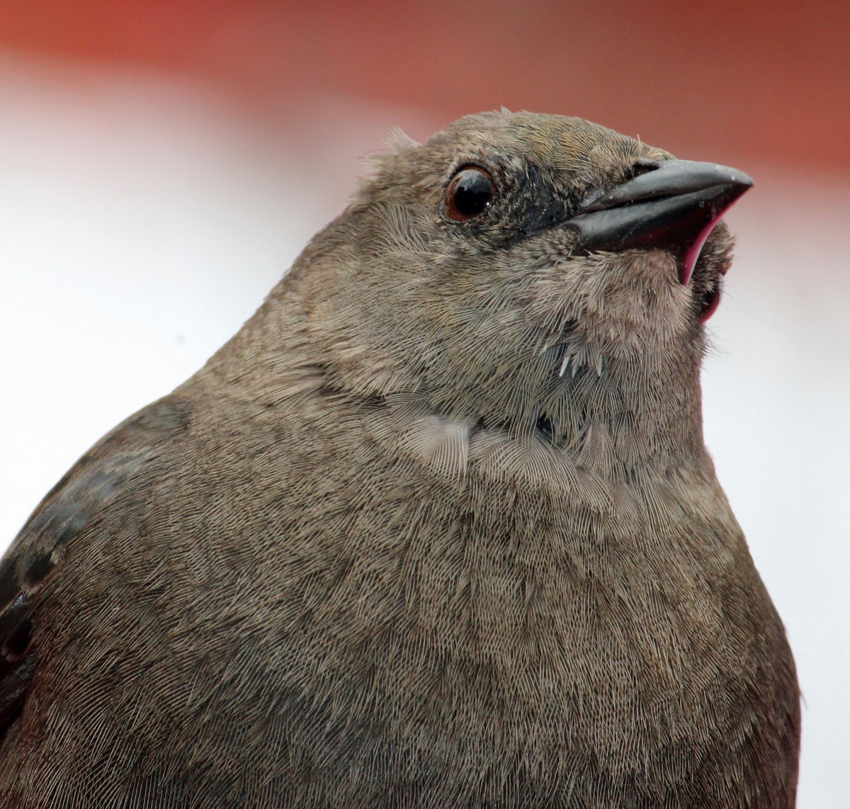 Brewer's Blackbird - ML632170860